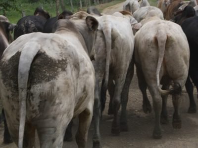 Arreodeganado-acaballo (2)