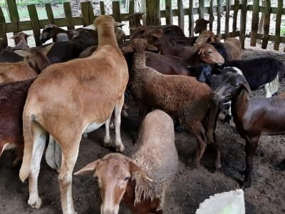 Carneros-conreproductor