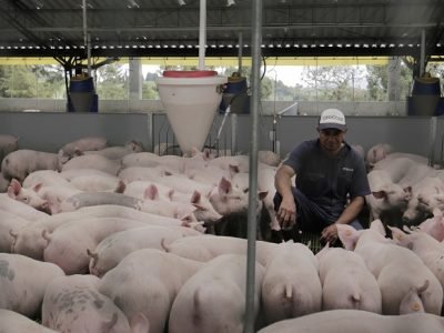 Cerdos-Porkcolombia