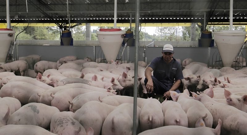 Cerdos-Porkcolombia