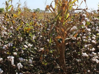 Cereté-MásAlgodón-motaymaíz