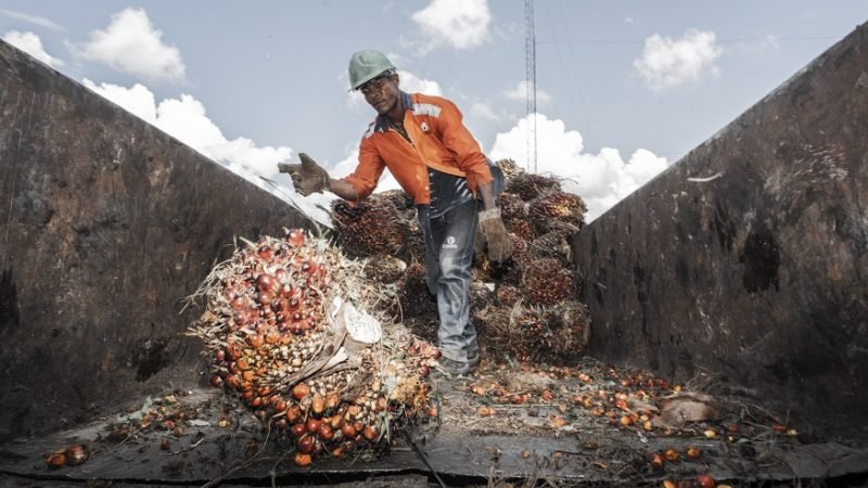 Fedepalma-hombreconfrutosdepalmadeaceite