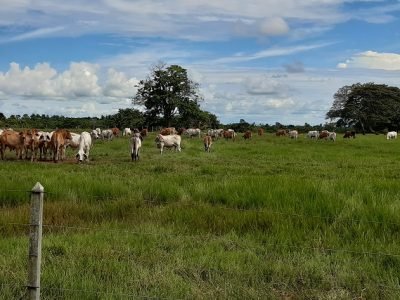 GanadodeBuenavista (3)