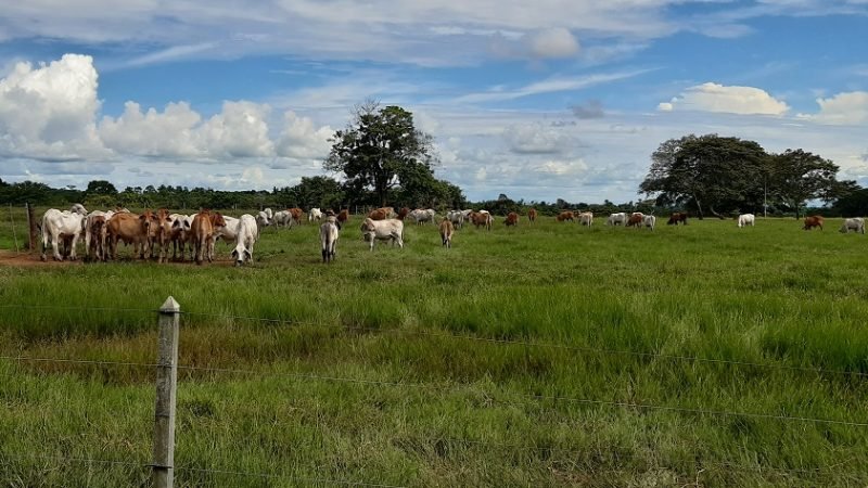 GanadodeBuenavista (3)