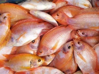 PiscícoloaVillaMaría-Tilapia (2)