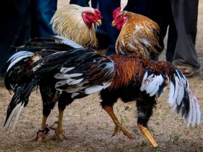 Riñasdegallos-nosepuedenhacer