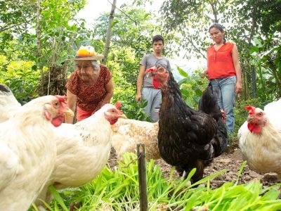 FAO-LaRedMeta-señoracongallinas