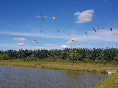 Fedepalma-sostenibilidadpalmera-2023