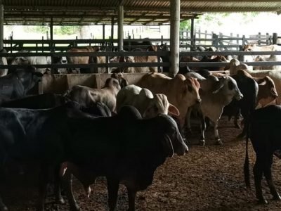 Ganado-preciodefebrero