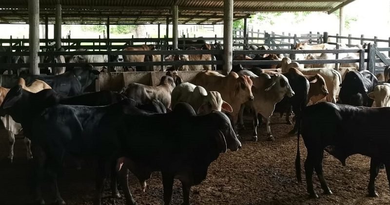 Ganado-preciodefebrero