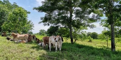 Ganadoconpotrerodivididos