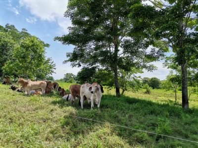 Ganadoconpotrerodivididos