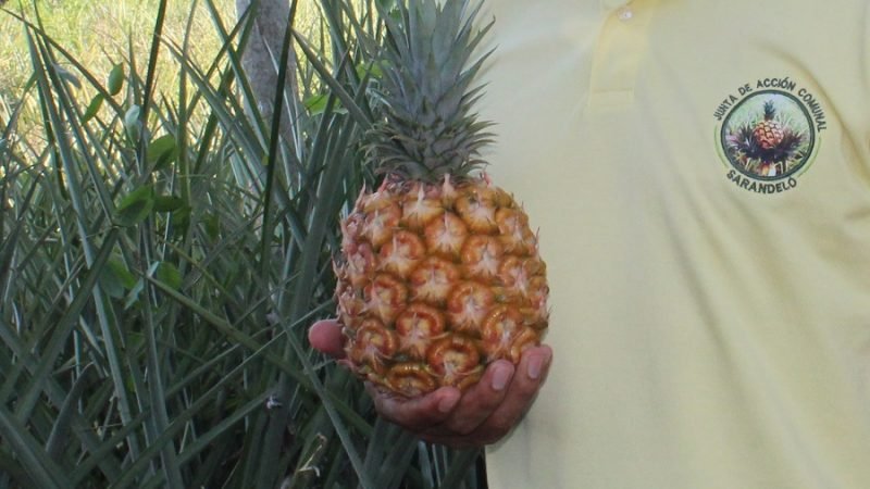 Piñaenlamano