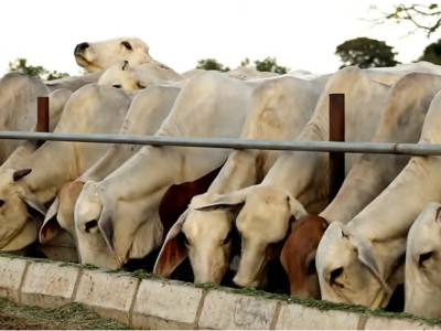 Producciónganaderaenconfinamiento