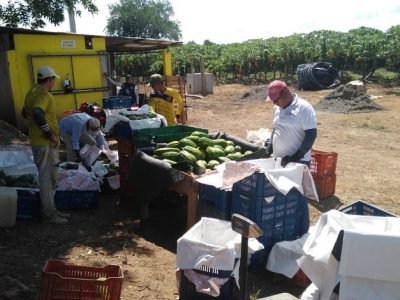 Valencia-papayaencajas