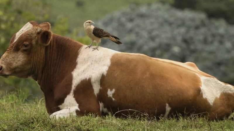 Fedegán-ganaderíaparalasaves (2)