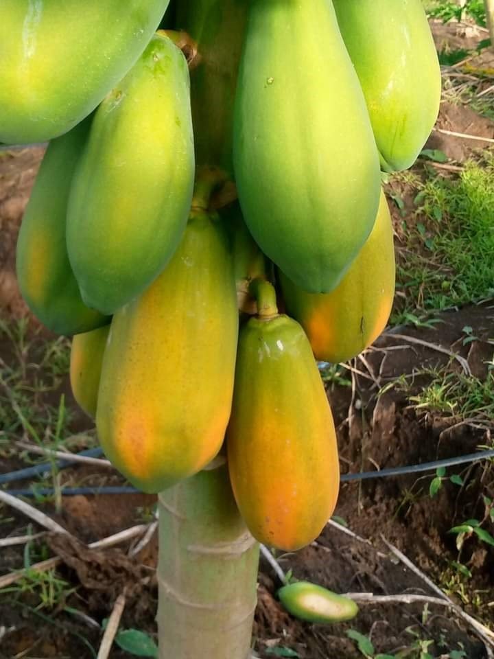 En 15 días, precio de la papaya del Alto Sinú pasó de 1.400 kilo a 40